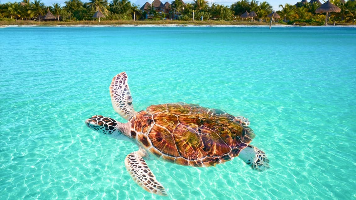 Havskildpadde ved Mexicos kyst