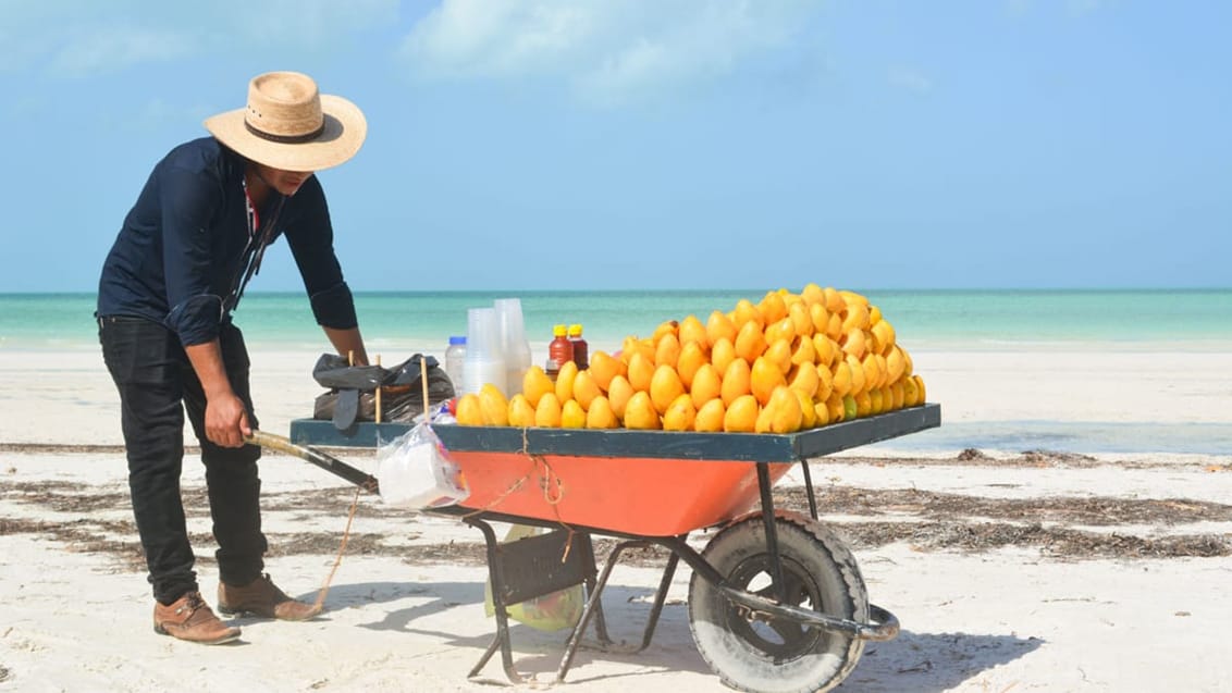 Mangosalg på Isla Holbox, Mexico